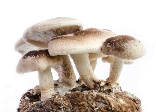 Micelio en pellets de seta de shiitake, Lentinula edodes
