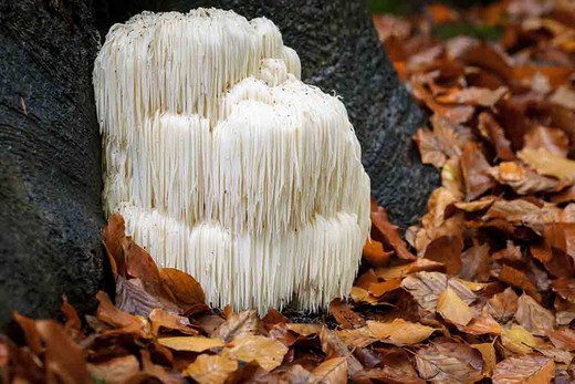Mycélium en granulés de champignon crinière de lion, Hericium erinaceus sac 200 unités