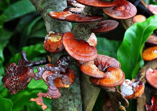 Micélio em pellets de cogumelos reishi, Ganoderma lucidum