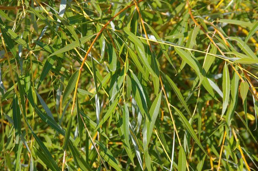 Mimbrera, vimbio, Salix viminalis.