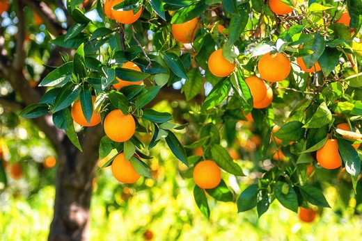 Naranjo en maceta, Citrus x sinensis