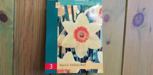 Narcisos amarillos y rojos