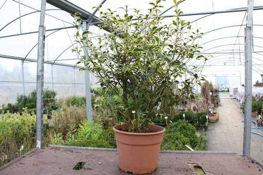 Osmanthus heterophyllus variegata en maceta de 7 L