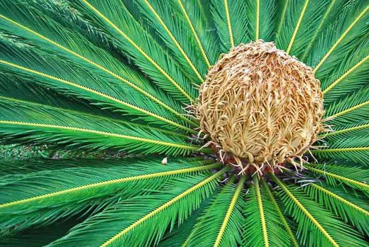 Palmier d'église, faux palmier, Cycas Revoluta en 2,5 L