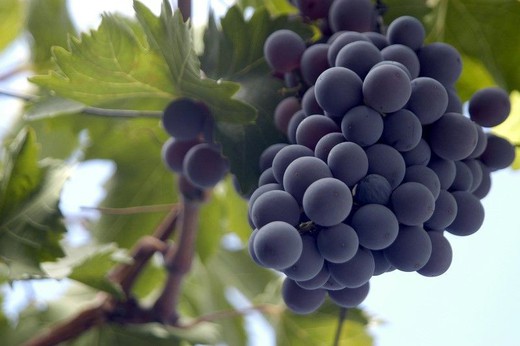 Vigne noire d'Autum. Plants de vigne pour raisins de table.