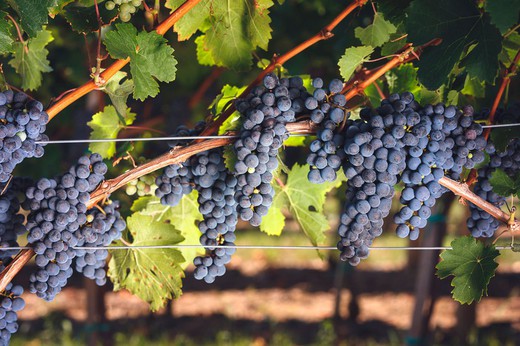 Vinha de Cabernet Sauvignon. uva vermelha