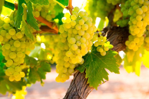 Parra de uva Chardonnay, uva de vino blanco