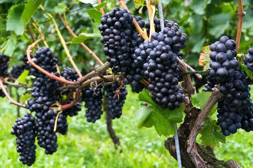 Parra de uva Pinot Noir. Uva de vino tinto