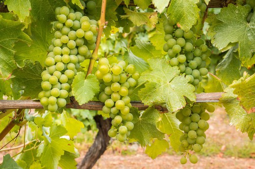 Videira de uva Sauvignon blanc. uva para vinho branco