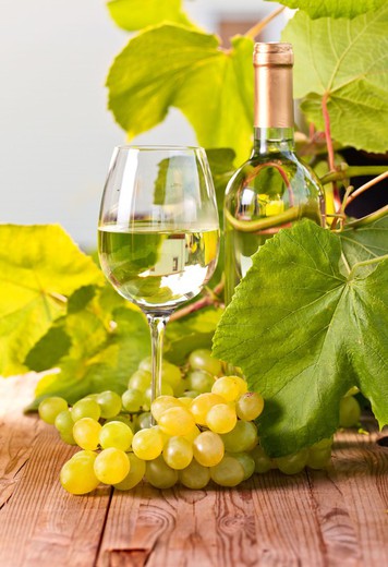 Vigne de raisin Treixadura. Raisin blanc