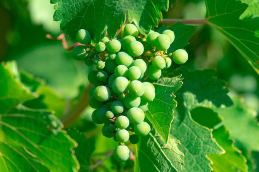 Parra de uva Verdejo. Uva de vino blanco