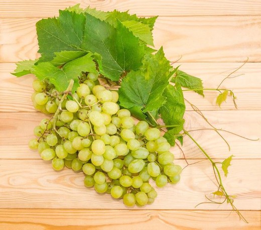 Parra Rosetti. Plantas de uvas de mesa