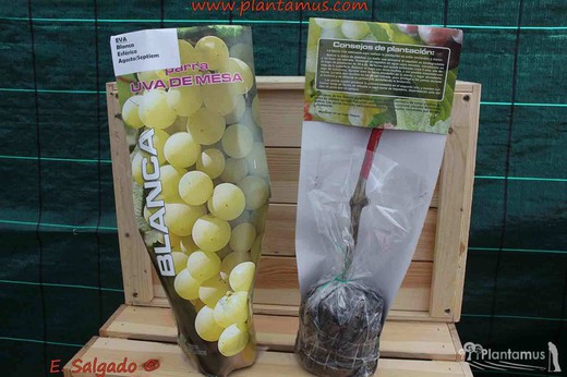 Parras de uvas autóctonas 'Eva', Vitis vinifera 'Eva'