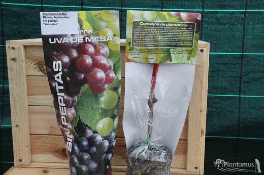 Parras de uvas Thomson Seedles sin pepitas