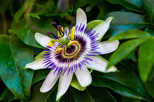 Pasionaria azul, flor de la pasión, Passiflora caerulea