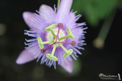 Maracujá, flor de maracujá, Passiflora victoria.