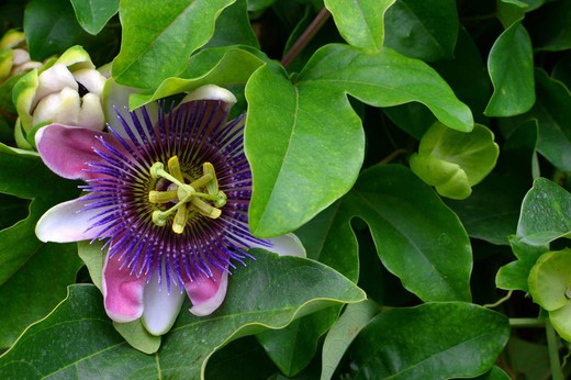 Passiflore pourpre, fleur de la passion, Passiflora incarnata
