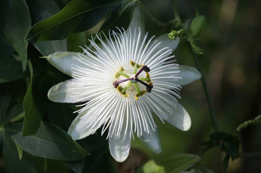 Passiflora Snow queen​