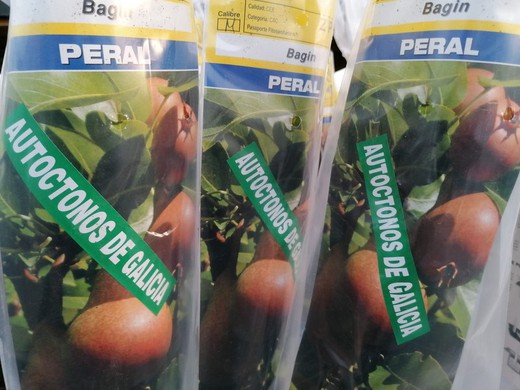 Pear Bagin. Pêra nativa galega