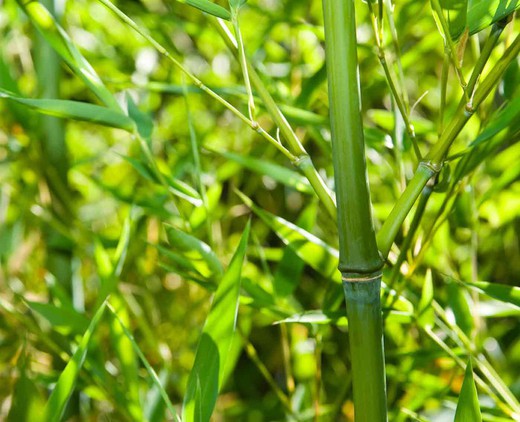 Phyllostachys aurea, bambú dorado