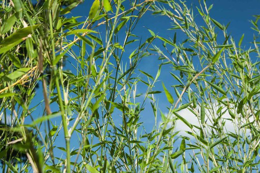 Phyllostachys bissetii, bambú
