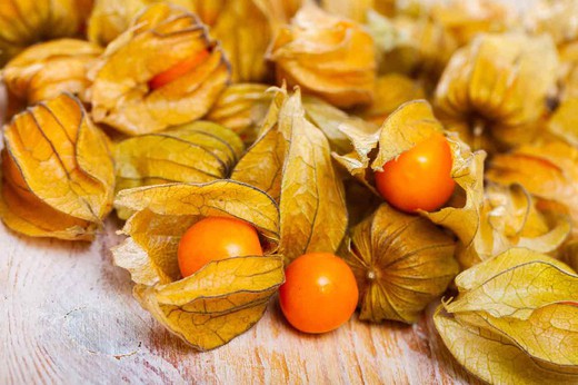 Physalis peruviana