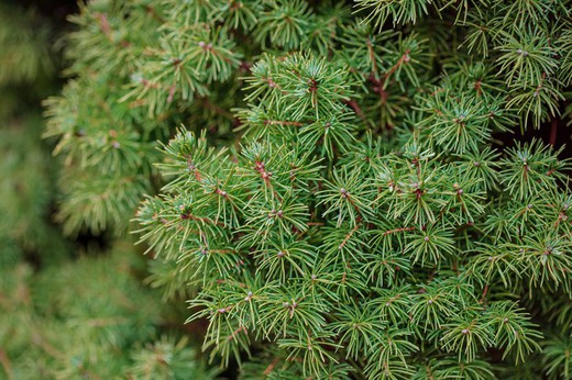 Picea abies Tompa