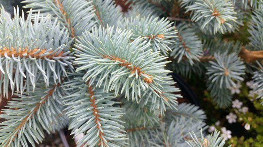 Picea azul, Picea pungens "Koster"