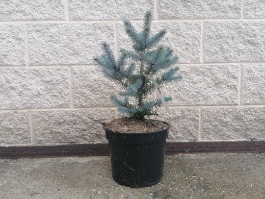 Picea pungens Diamant bleu