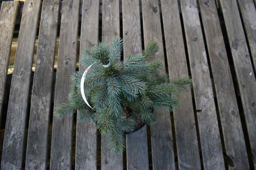 Picea pungens "Blue seedling"