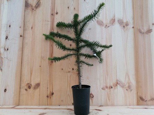 Pino araucaria, araucaria araucana en maceta