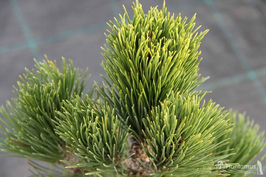 Pino de los balcanes, Pinus leucodermis 'Compact gem',