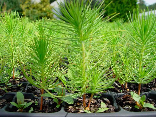 Pinheiro insígnia, Insigne, pinheiro Monterey, Pinus radiata