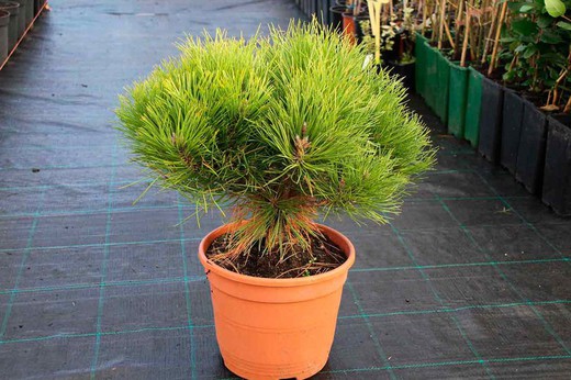 Boule mugo pin, Pinus mugo Marie Bregeon