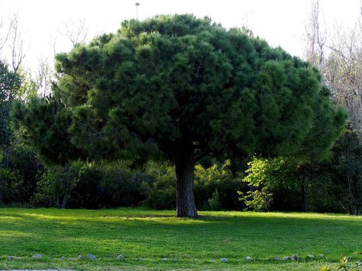 Pin cembro, pin apprivoisé en pot, Pinus pinea