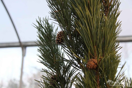 Pin sylvestre de colonne, Pinus sylvestris 'Glauca fastigiata'