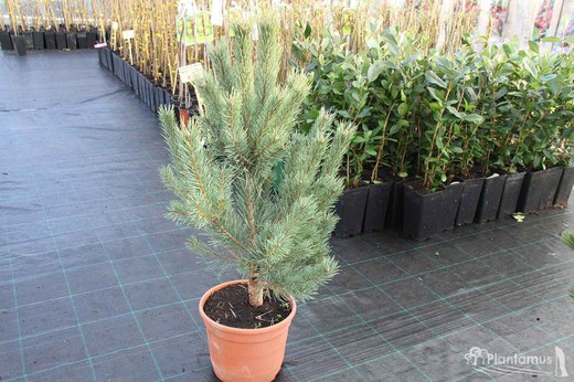 Pino silvestre Watereri, Pinus sylvestris Watereri