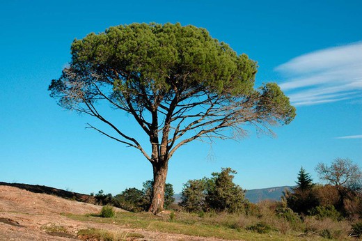 Pinus halepensis en forêt socket