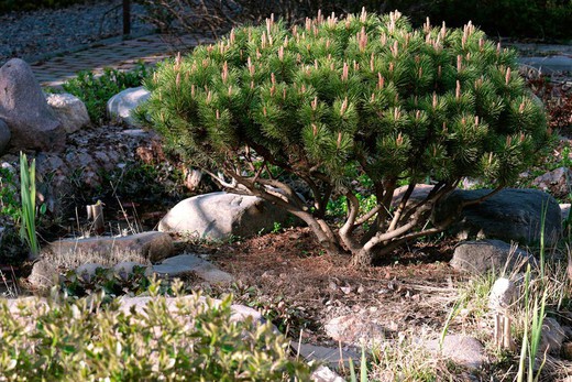 Pinus mugo "Mops"