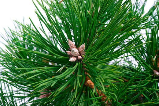 Pinus nigra "Nana"