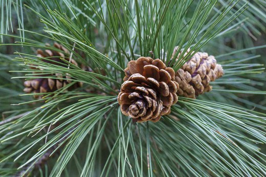 Pinus nigra, pinheiro negro