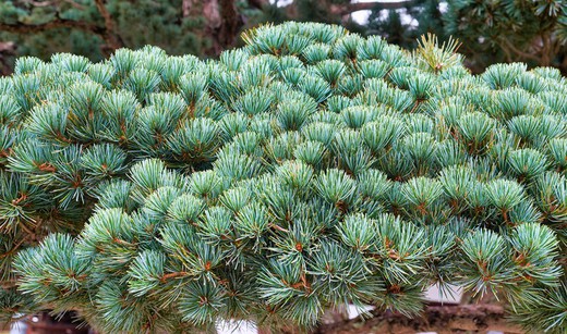 Pinus parviflora "Negishi"
