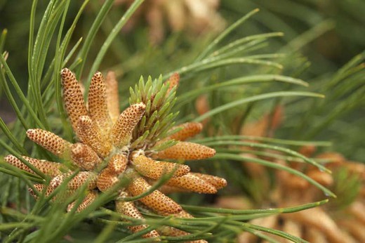 Pinus pinaster em vaso de 2 litros