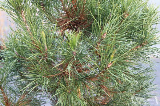 Pinus sylvestris 'Globosa viridis'