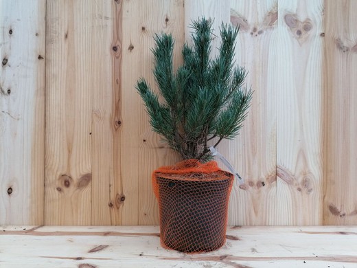 Pinus sylvestris «Nana»