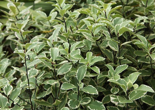 Pitosporo variegado, Pittosporum tennuifolium variegata