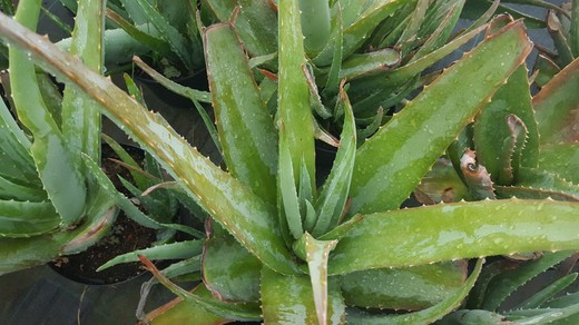 Planta de Aloe vera en maceta