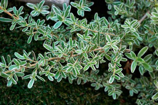 Planta espejo, Coprosma x kirkii variegata