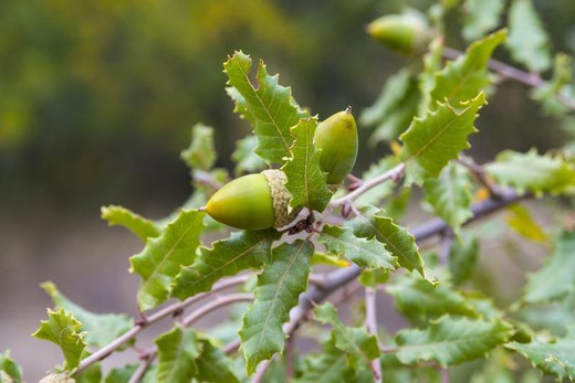 Quercus faginea no soquete da floresta