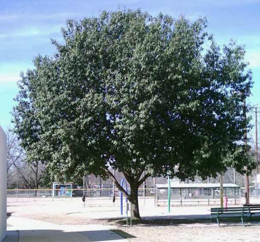 Quercus polymorpha en alveolo forestal